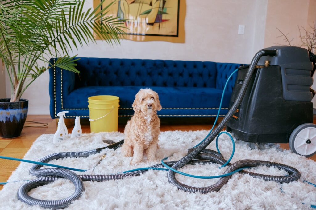Pet Stain & Odor Removal Services, Pet Stain & Odor Removal Services London & Pet Stain & Odor Removal London: The Complete Guide to a Cleaner and Fresher Home